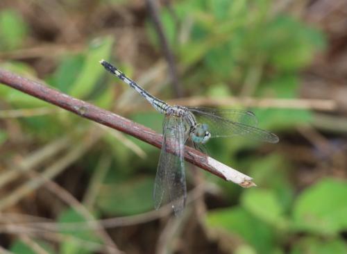 Réf. 195 587 : Diplacodes trivialis